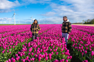 Tulip cultivation in the Netherlands, a tradition that blossoms every year