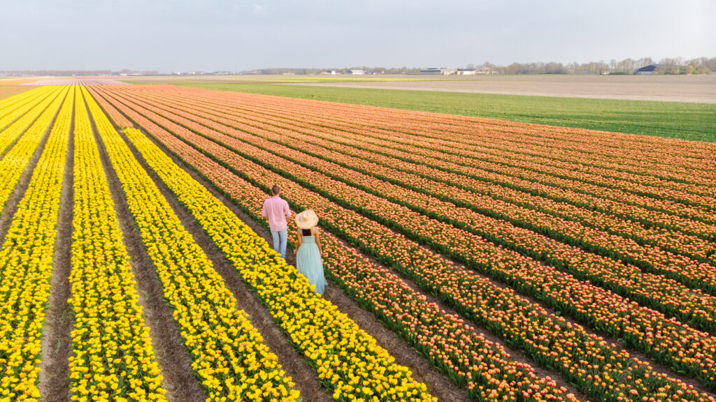 Où voir les plus beaux champs de tulipes en Zélande ?