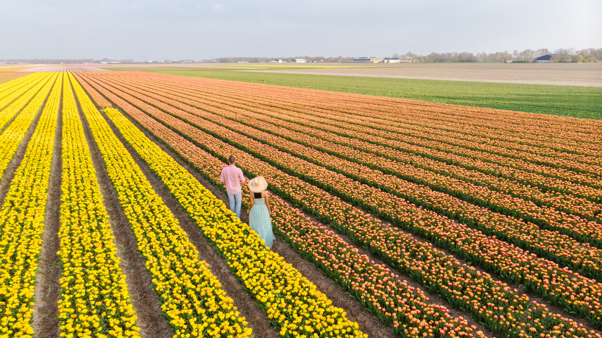 Où voir les plus beaux champs de tulipes en Zélande ?