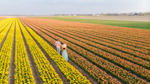 Où voir les plus beaux champs de tulipes en Zélande ?