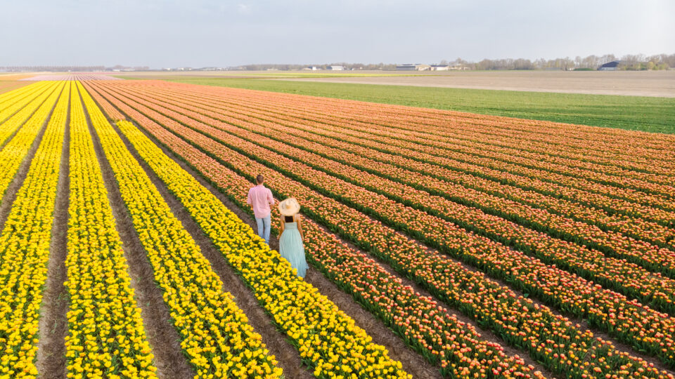 Où voir les plus beaux champs de tulipes en Zélande ?