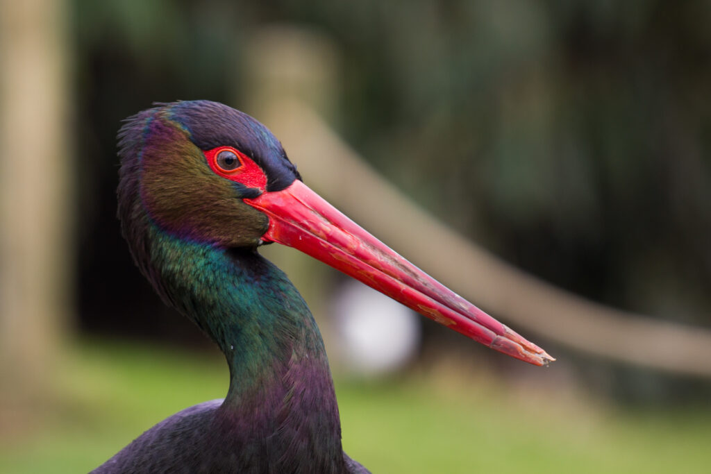 Zoo d’Eindhoven