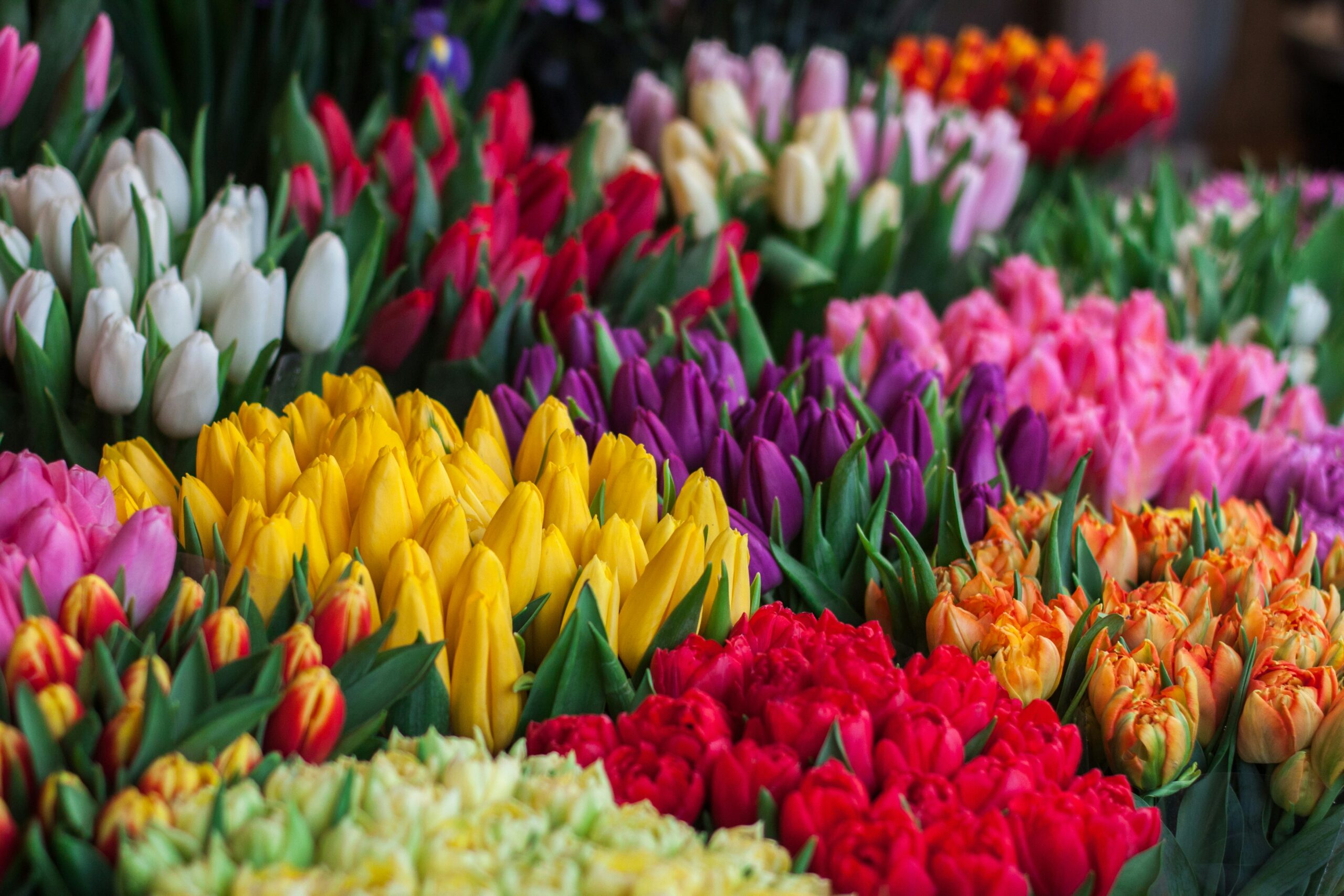 La Tulipomanie, quand les Pays-Bas ont spéculé sur des fleurs